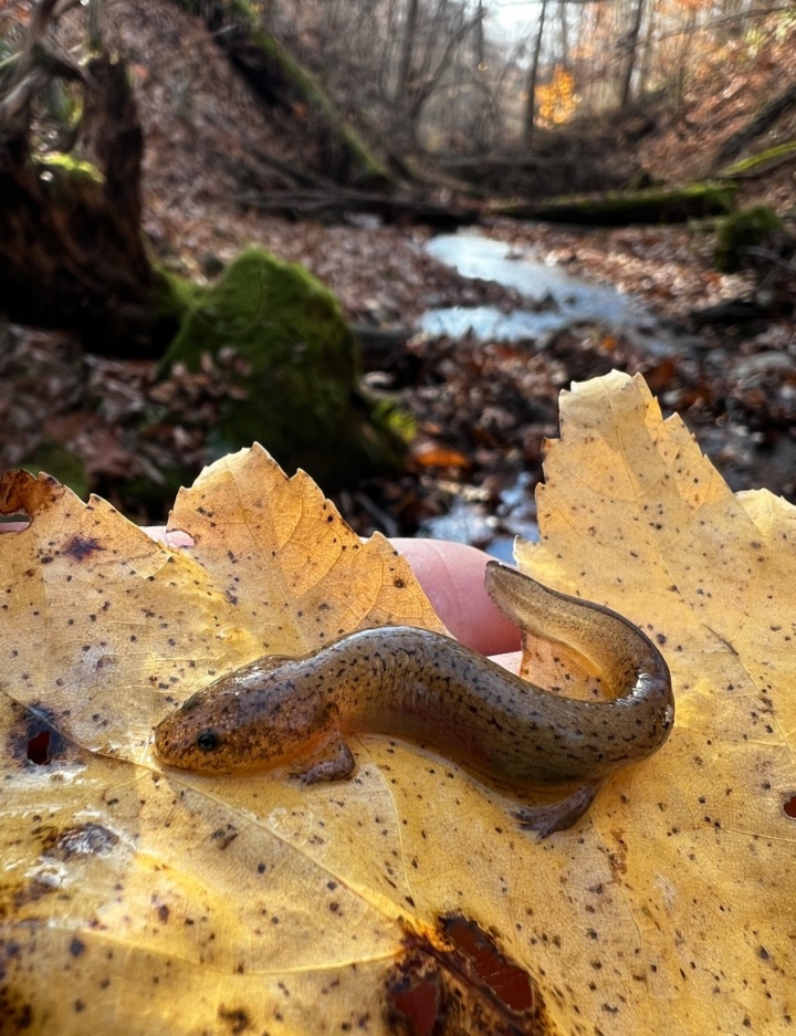 Red Salamander